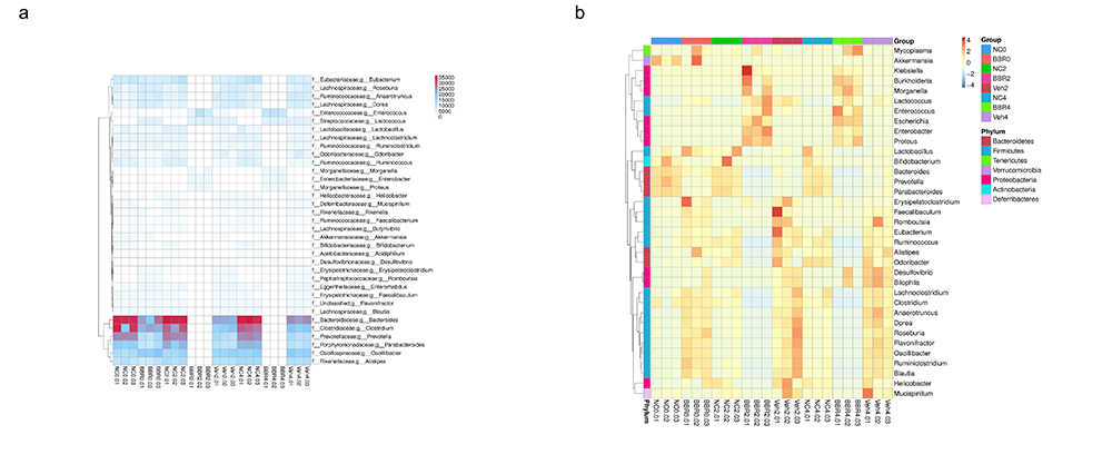 Novogene Metagenomic Gene Number & Abundance Clustering Heatmap in genus level