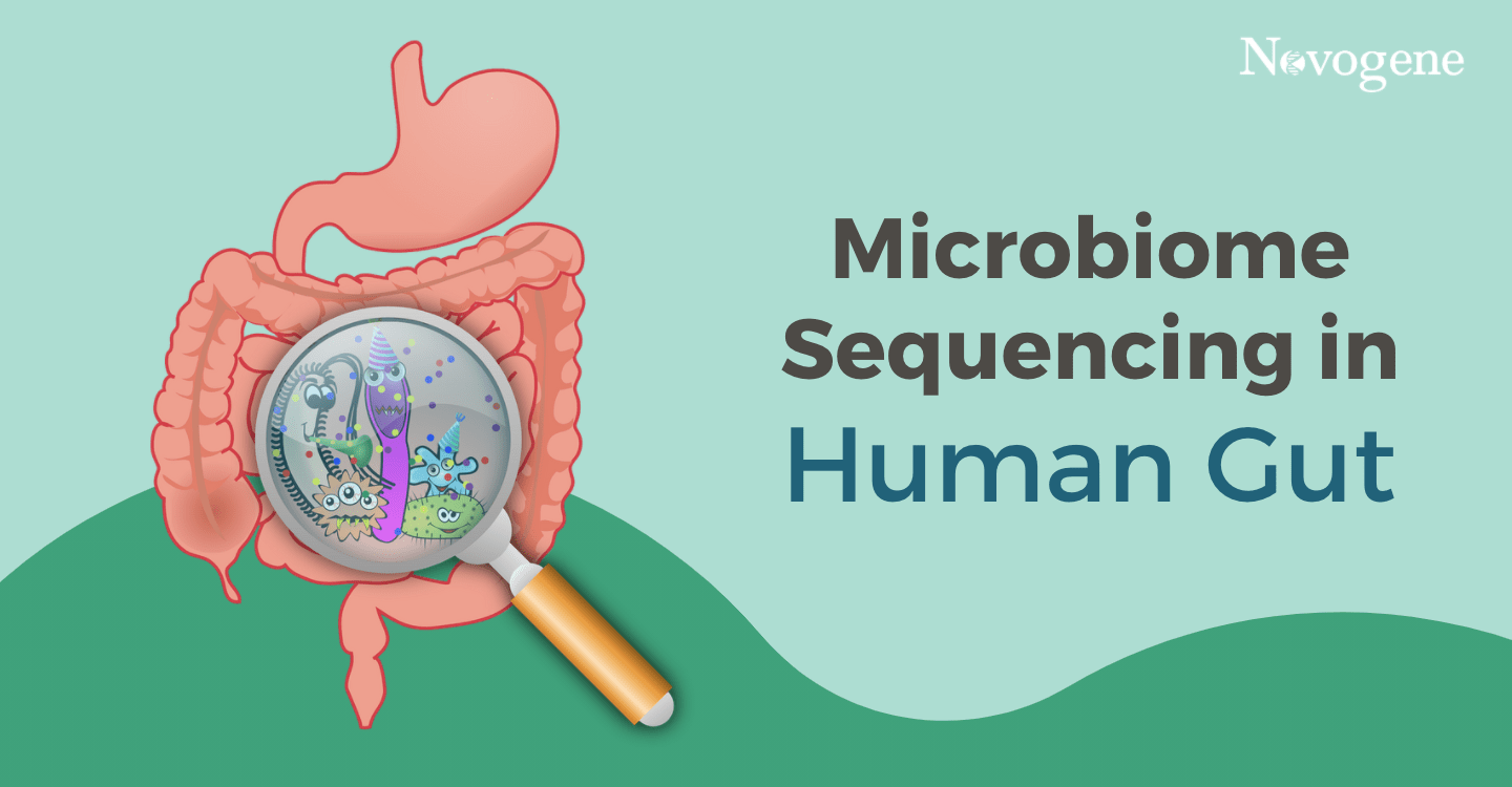 human gut Microbial Whole Genome Sequencing