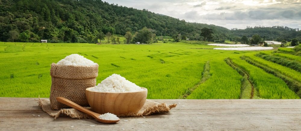 Novogene blog Rice Sequencing